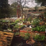 Urban gardening
