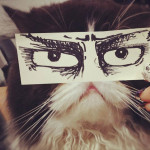 Fake Cartoon Eyes for Cats Make Everything Better