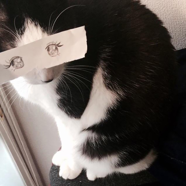 Fake Cartoon Eyes for Cats Make Everything Better